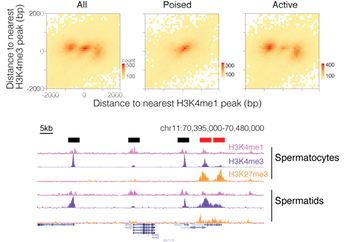 K4me1 patterns