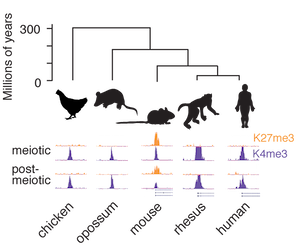 divergence in poising